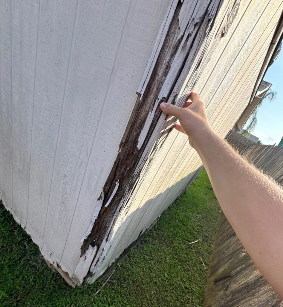 A person is pulling back a layer of severely rotted and delaminated exterior siding on the corner of a shed. The wood underneath is darkened and structurally compromised due to moisture damage.
