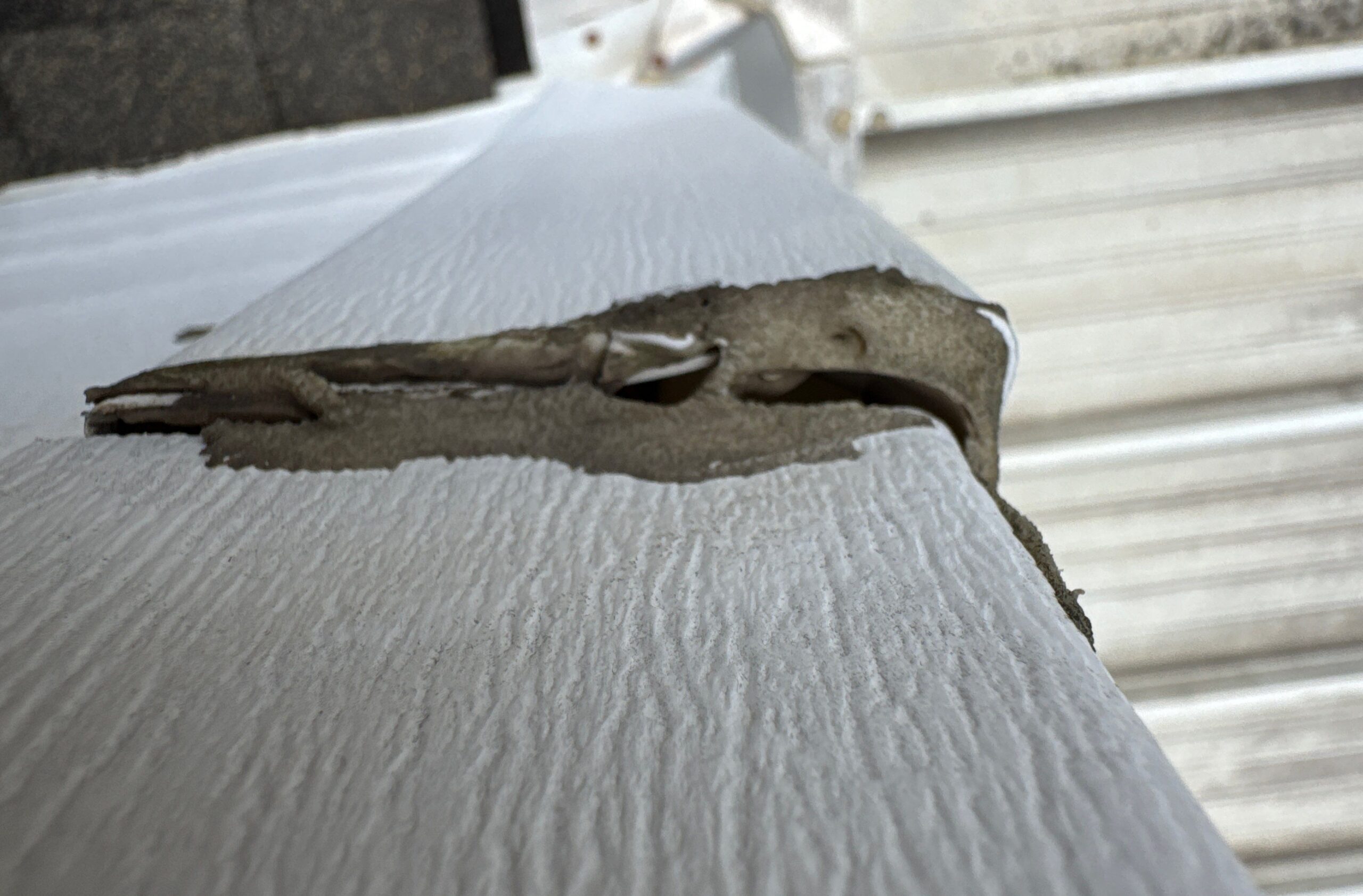 A close-up view of damaged exterior vinyl siding, showing a tear that exposes the underlying material, likely indicating impact or environmental damage.