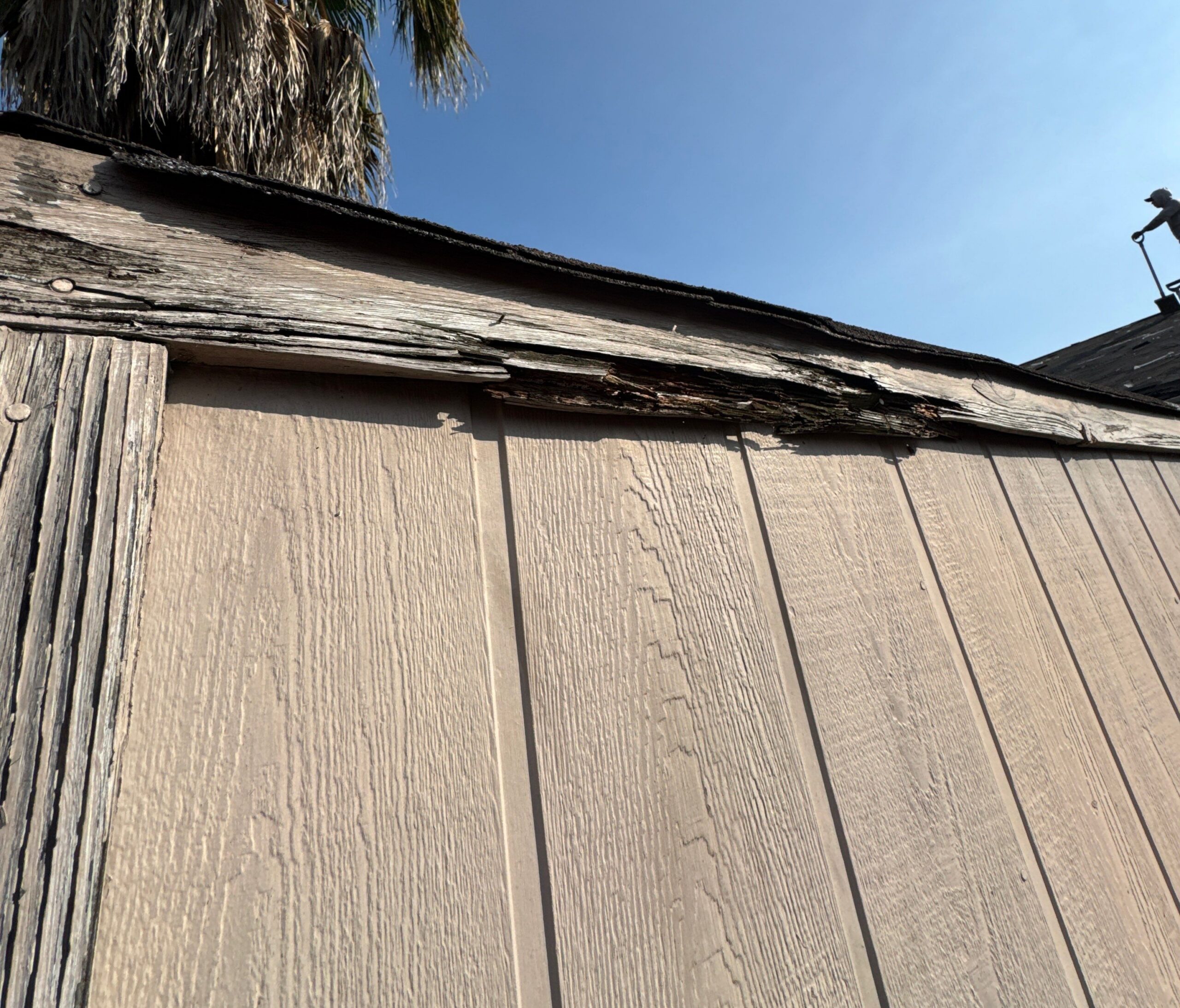A close-up view showing significant wood rot and deterioration on the fascia board directly underneath the roof edge and shingles of a shed or exterior wall.